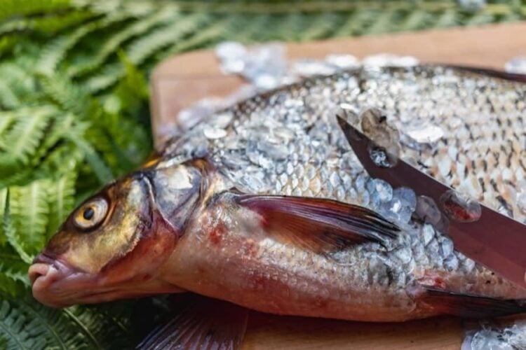 Secondi Di Pesce Come Cucinare Tutti I Tipi Di Pesce Fresco E